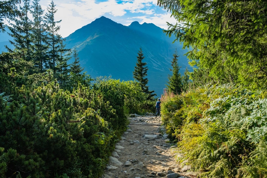 A forested wilderness mountain trail evoking the American frontier