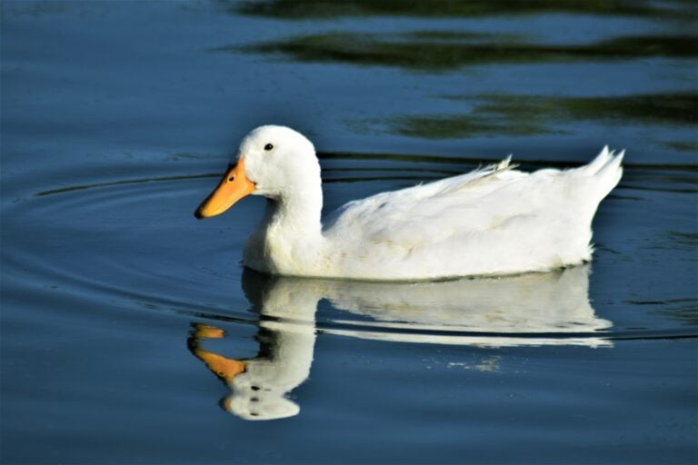 National Donald Duck Day