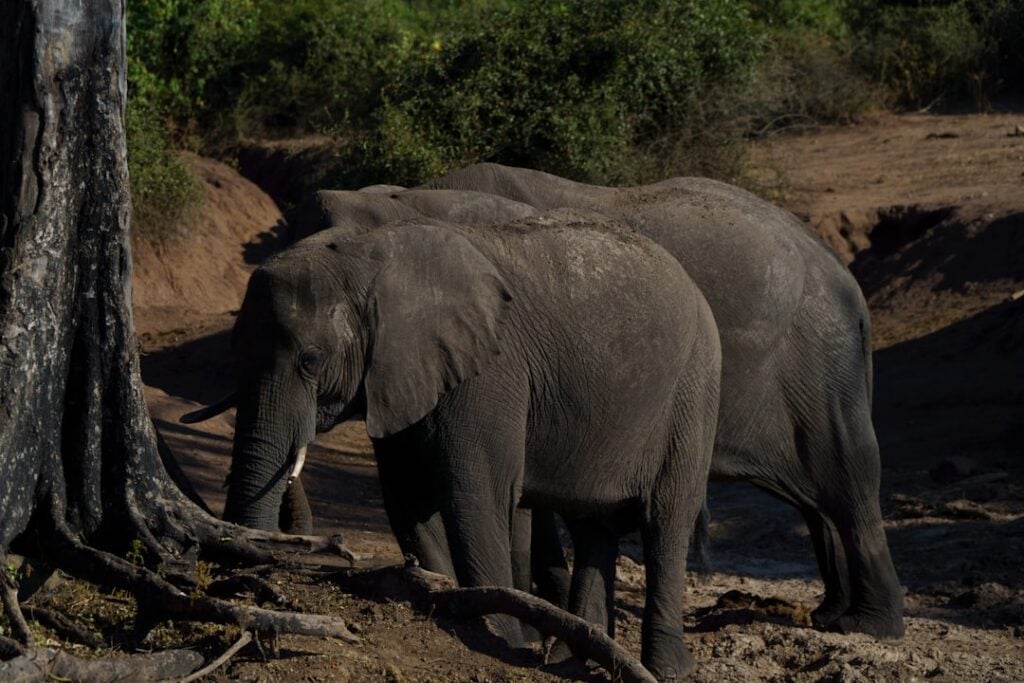 World Elephant Day