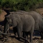 World Elephant Day