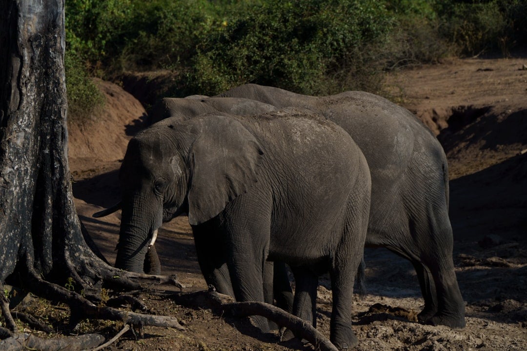 A wild African elephant in its natural habitat, marking World Elephant Day on 12 August