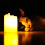 National Pet Memorial Day