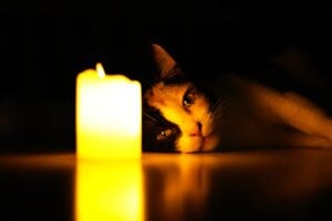 National Pet Memorial Day