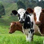 Cow Appreciation Day