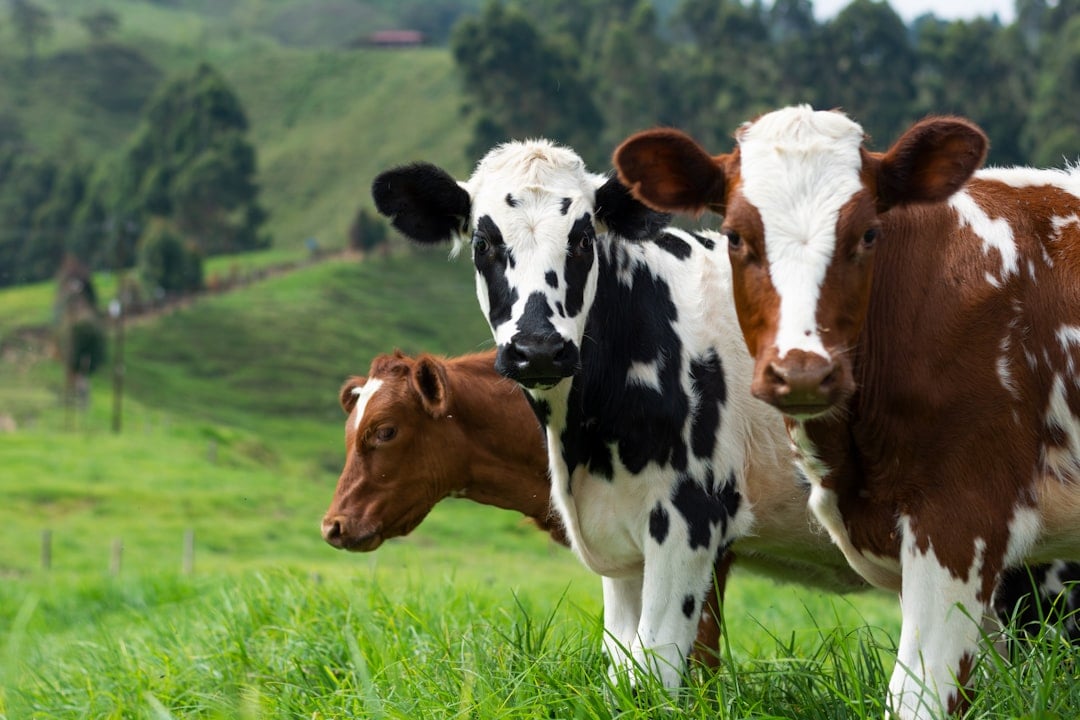 Cow Appreciation Day — cow appreciation