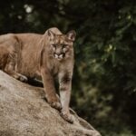 National Cougar Day