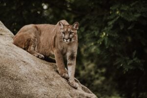 National Cougar Day