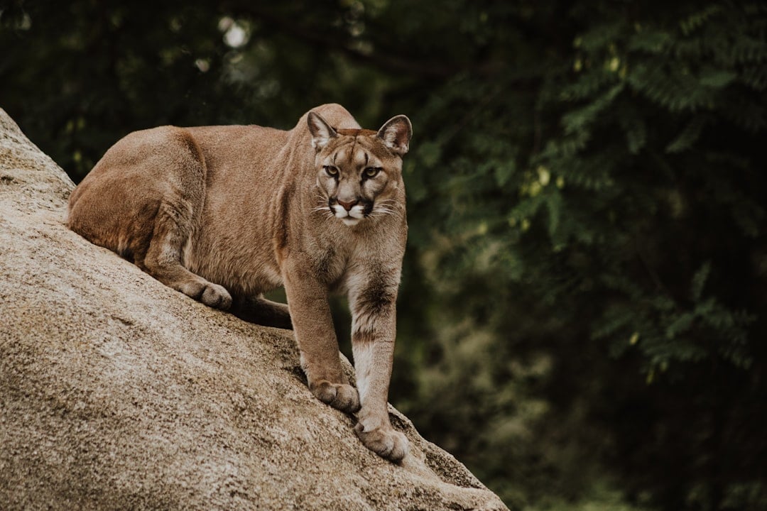 National Cougar Day