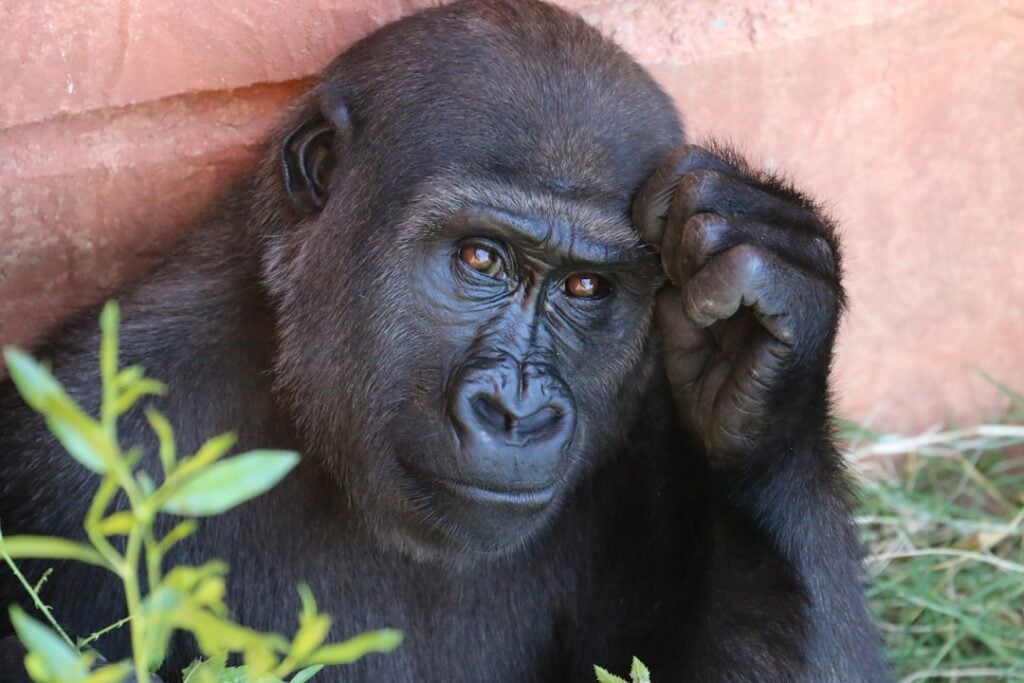 World Chimpanzee Day