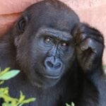 World Chimpanzee Day
