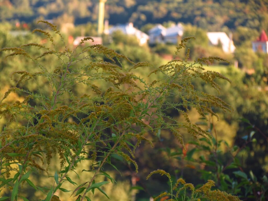 International Ragweed Day