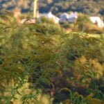 International Ragweed Day