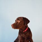 National Dog Photography Day