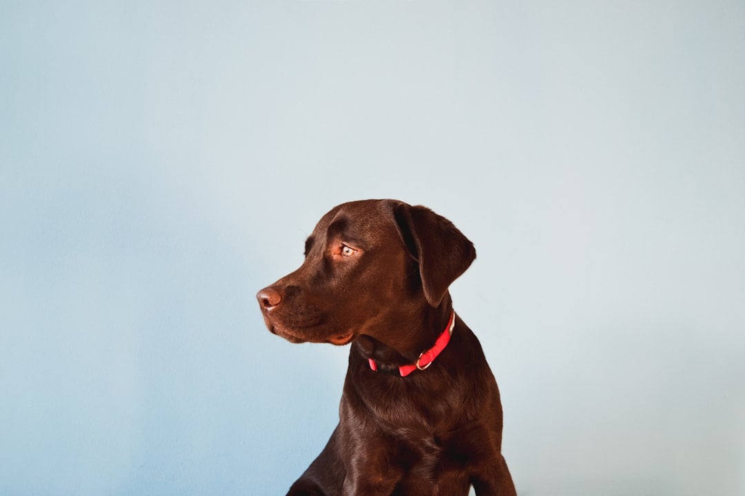 National Dog Photography Day — dog photography