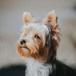 National Yorkie Day