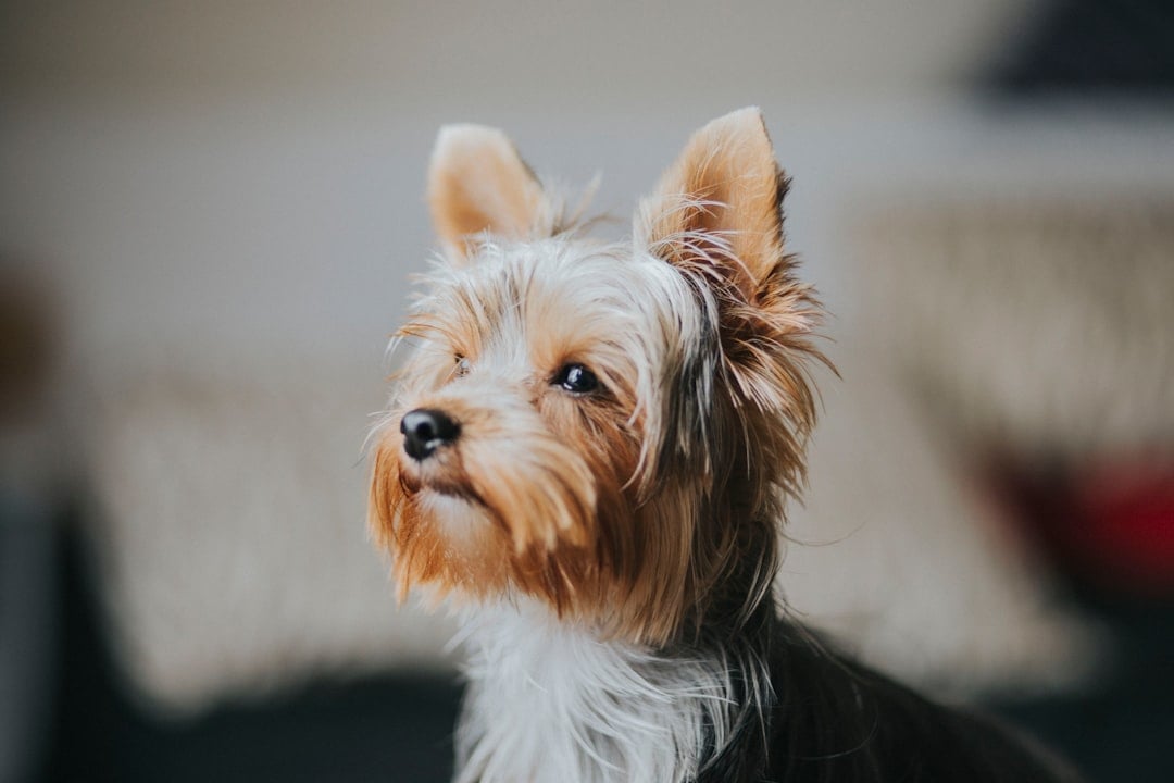 National Yorkie Day — yorkie