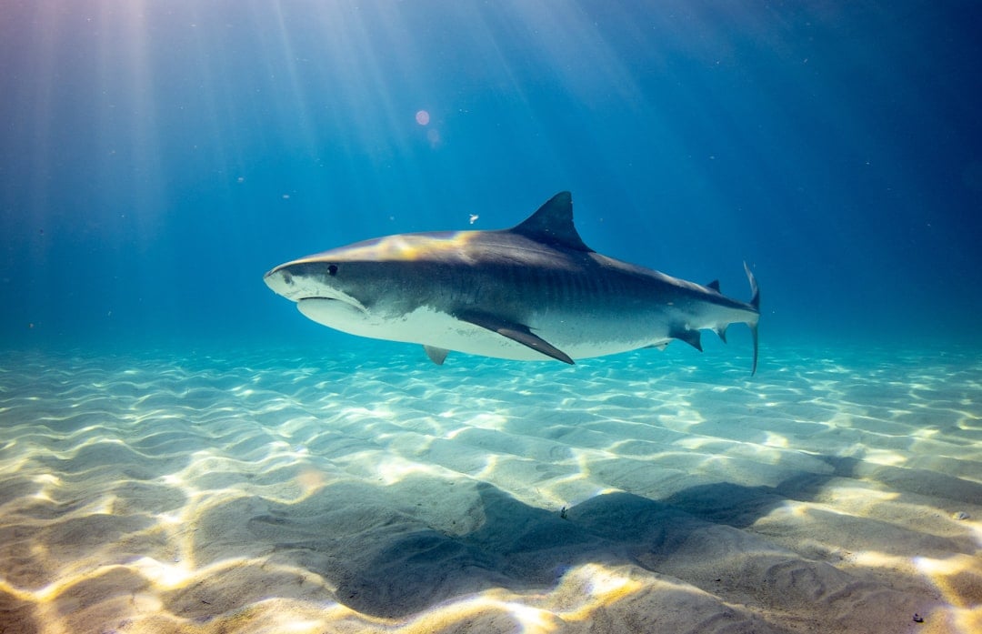 Shark Awareness Day — shark