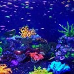 Clean Your Aquarium Day