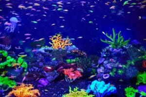 Clean Your Aquarium Day