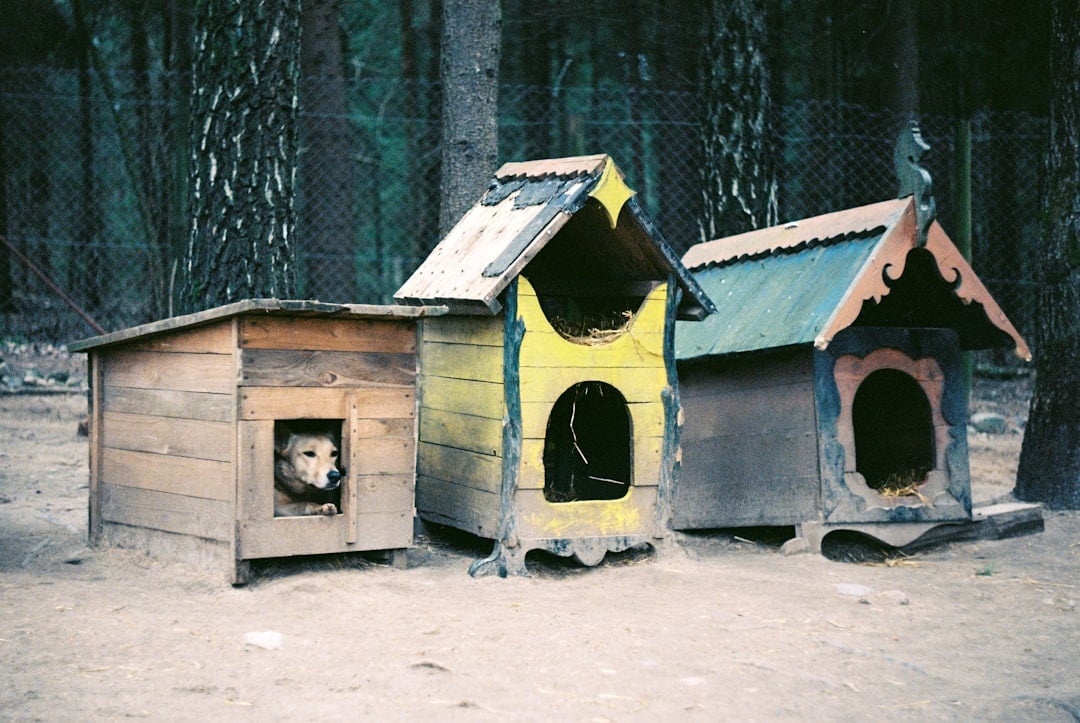 National Craft for Your Local Shelters Day — craft your local shelters
