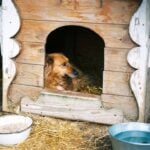 National Get Out of the Dog House Day