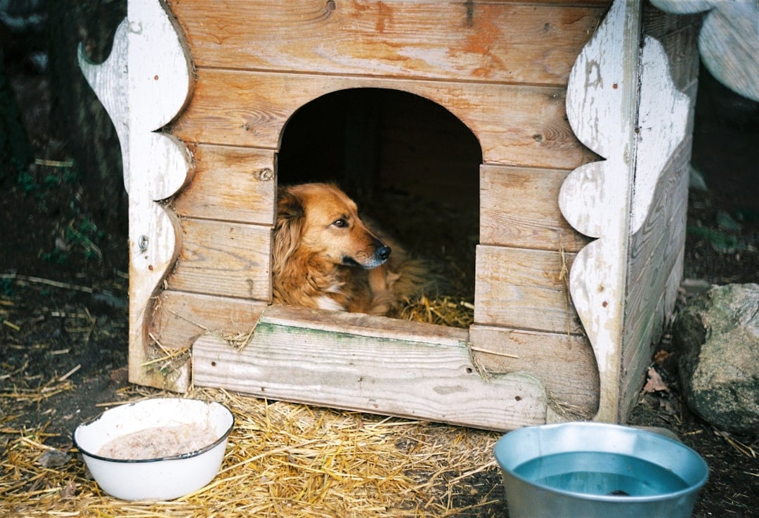 National Get Out of the Dog House Day — get out dog house