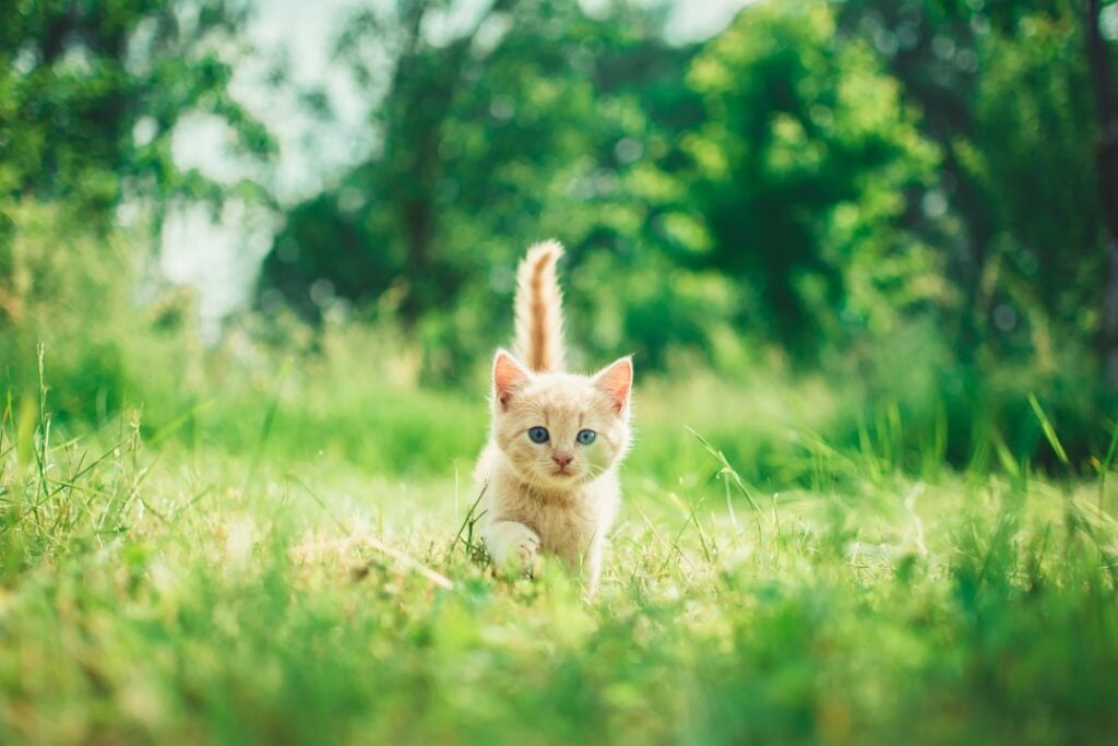 National Kitten Day