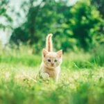 National Kitten Day