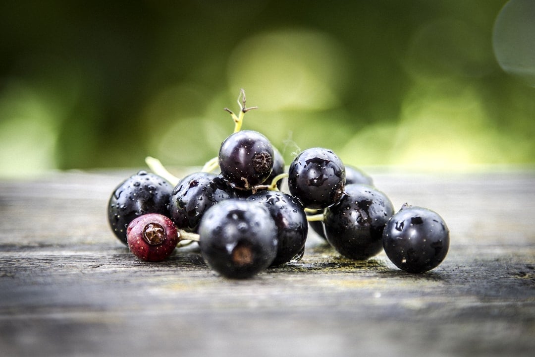 Blackcurrant Day — blackcurrant