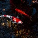 National Koi Day