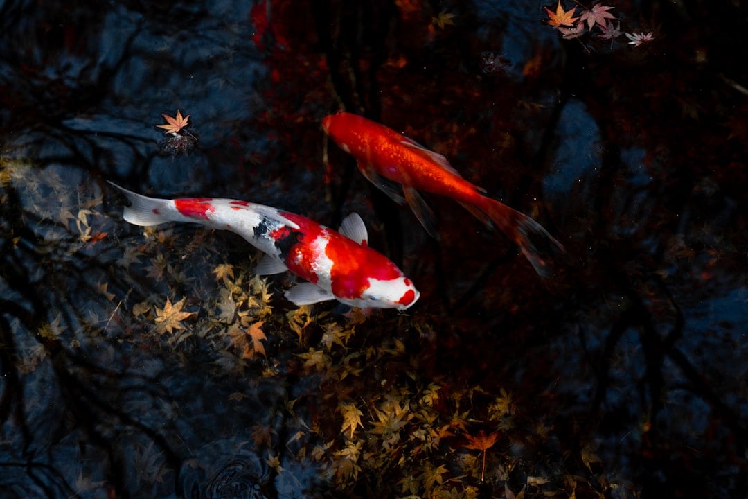 National Koi Day — koi