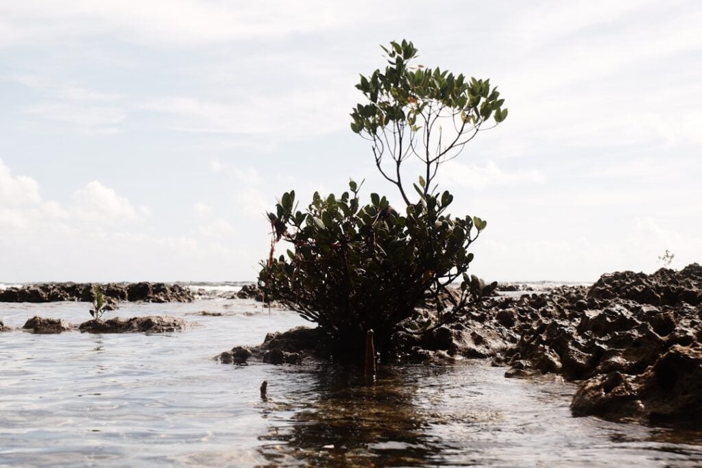 International Day for the Conservation of the Mangrove Ecosystems