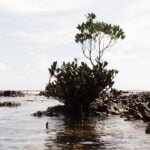 International Day for the Conservation of the Mangrove Ecosystems