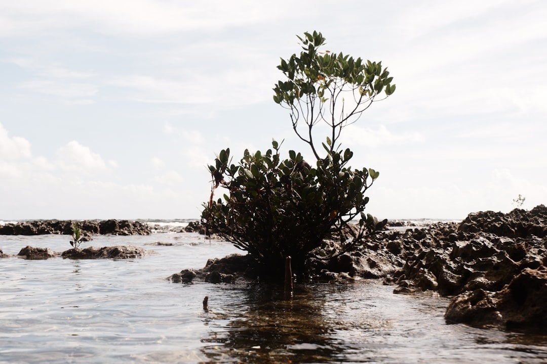 International Day for the Conservation of the Mangrove Ecosystems — conservation mangrove ecosystems