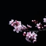 National Cherry Day