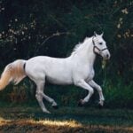 Celebration of the Horse Day