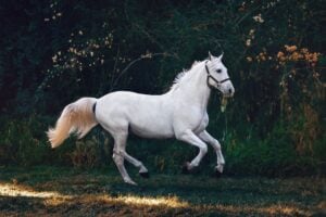 Celebration of the Horse Day