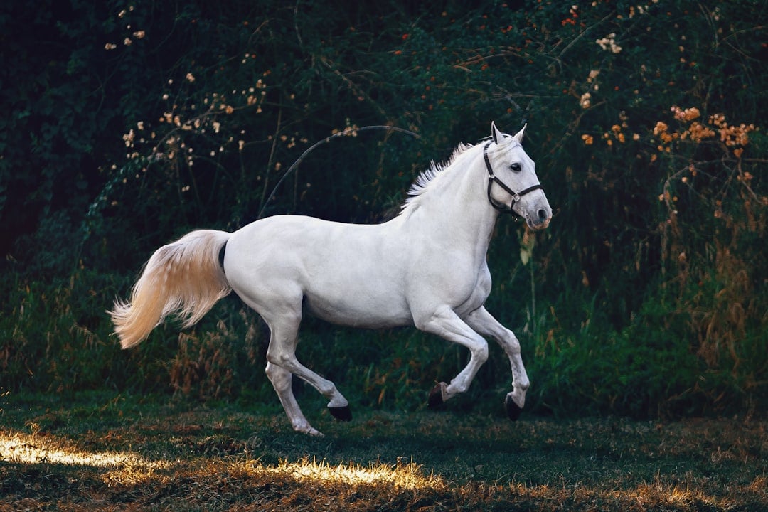 Celebration of the Horse Day — horse