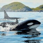 World Orca Day