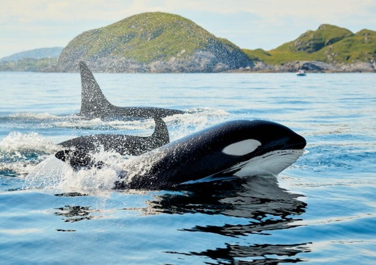 World Orca Day