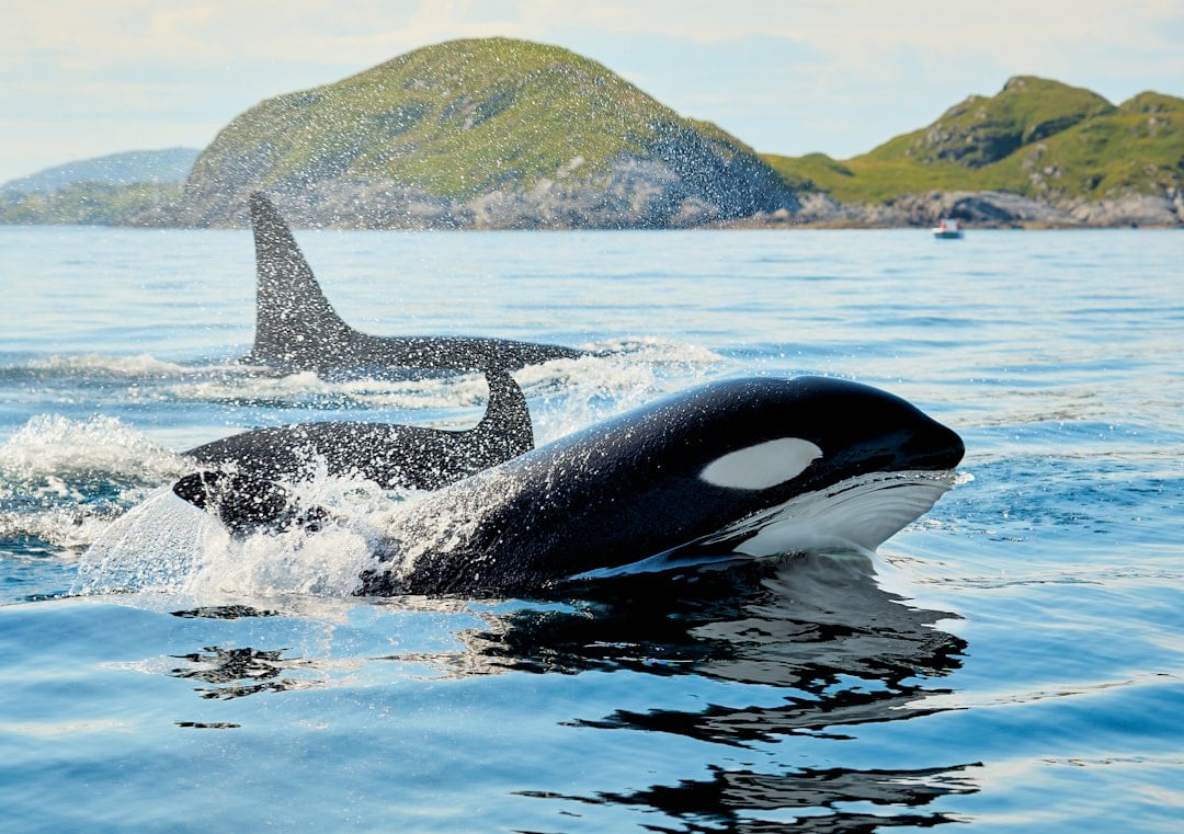 World Orca Day — orca