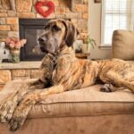 National Great Dane Day