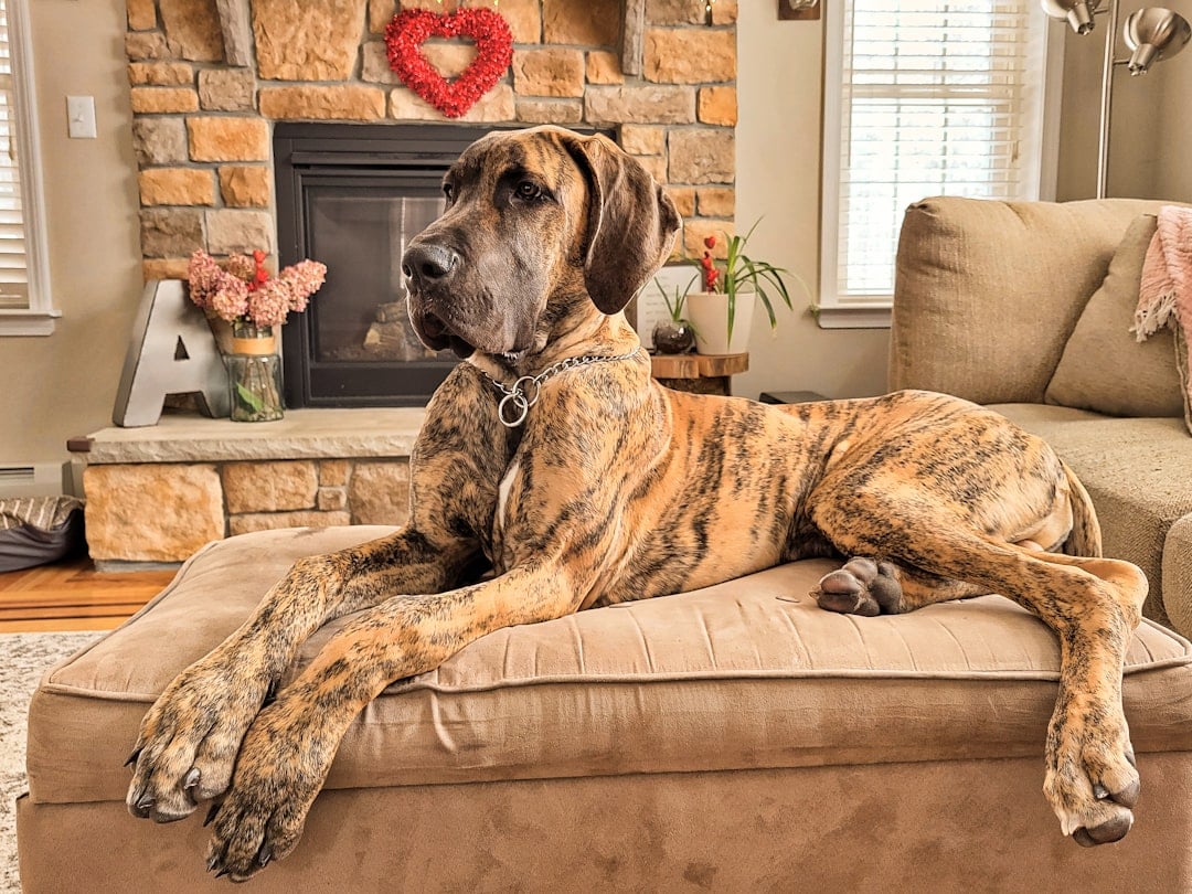 National Great Dane Day
