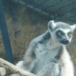 American Zoo Day
