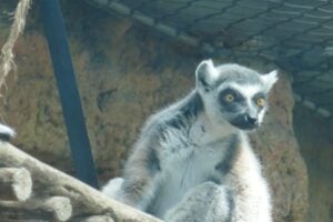 National Zoo Awareness Day