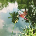 National Dragonfly Day