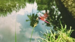 National Dragonfly Day