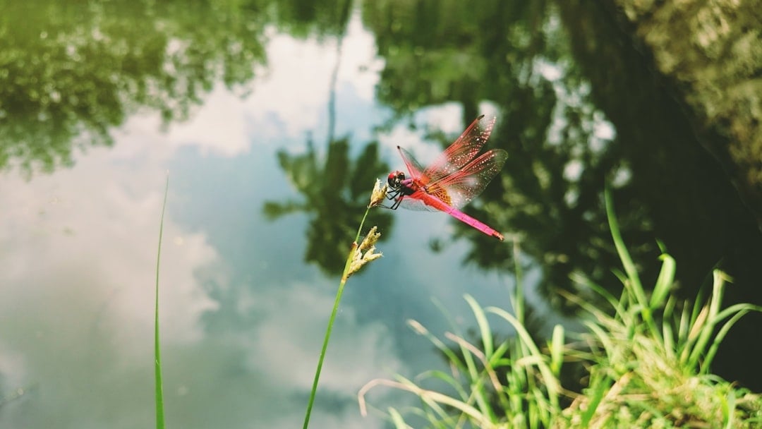 A dragonfly resting with translucent wings spread