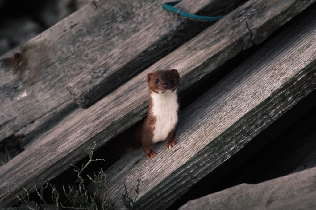 National Pop Goes the Weasel Day