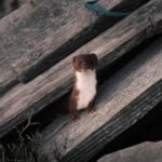 National Pop Goes the Weasel Day